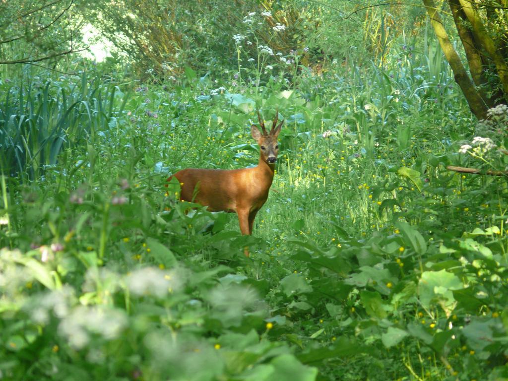 מלון Werkendam De Brabantse Biesbosch מראה חיצוני תמונה